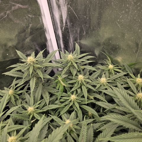 King's Kush FEM  growlog photo: Flora 20