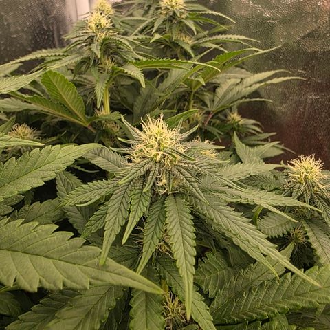Ztrawberry FEM 1 growlog photo: Pós-transplante vaso de 20L
24 dias de Flora.