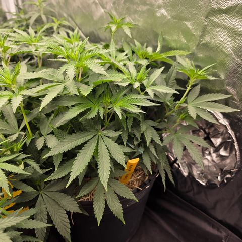 Cherry Pavlova FEM growlog photo: Floração 5
