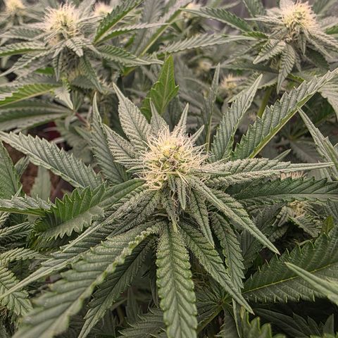 Cherry Pavlova FEM growlog photo: Pós-transplante vaso de 20L
24 dias de Flora.