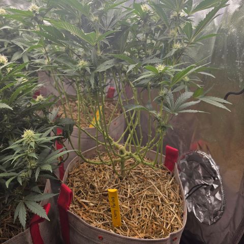 Cherry Pavlova FEM growlog photo: Pós-transplante vaso de 20L
24 dias de Flora.