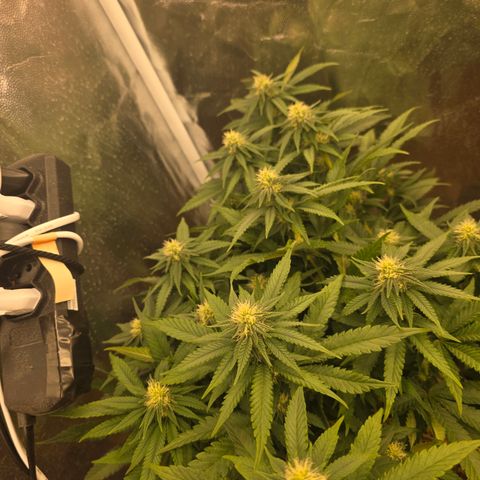 Ztrawberry FEM 1 growlog photo: Pós-transplante vaso de 20L
24 dias de Flora.