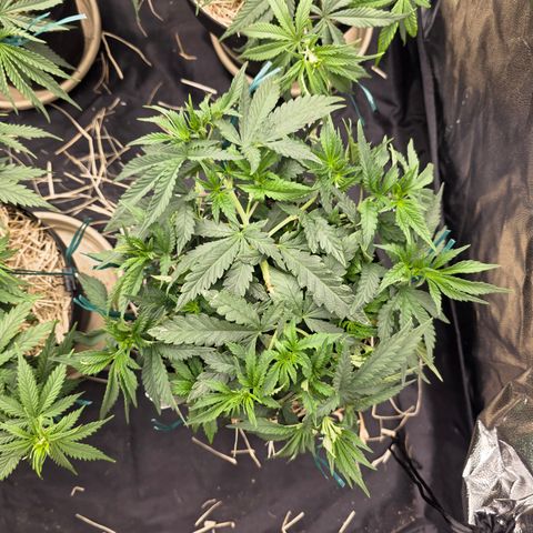 Cherry Pavlova FEM growlog photo: Vega 50. Após ajuste de amarras ontem. Antes das podas tops de hoje.