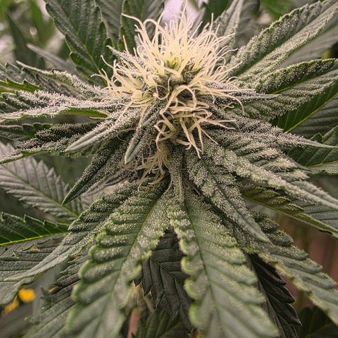 Cherry Pavlova FEM growlog photo: Flora 26