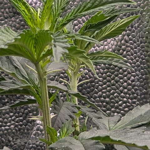 Ztrawberry FEM 1 growlog photo: Floração 5