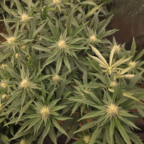 Cherry Pavlova FEM growlog photo: Pós-transplante vaso de 20L
24 dias de Flora.