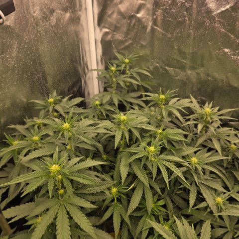 Ztrawberry FEM 1 growlog photo: Flora 15