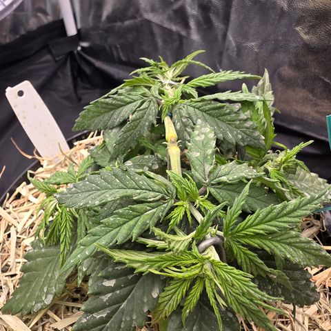 King's Kush FEM  growlog photo: Vega 34