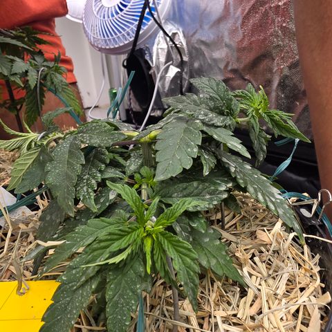 Ztrawberry FEM 1 growlog photo: Vega 37