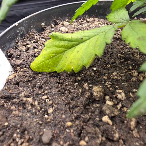 Ztrawberry FEM 1 growlog photo: Pós-transplante