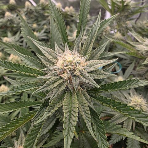 Cherry Pavlova FEM growlog photo: Flora 32