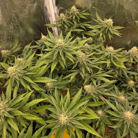 Ztrawberry FEM 1 growlog photo: Flora 32