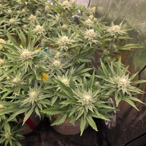 Cherry Pavlova FEM growlog photo: Flora 32