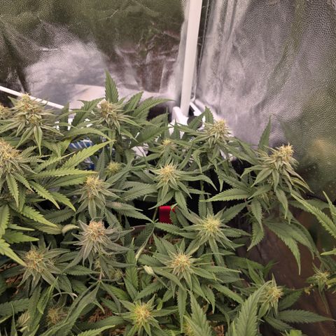 King's Kush FEM  growlog photo: Flora 32
