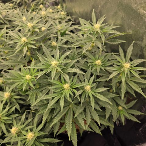 Cherry Pavlova FEM growlog photo: Flora 20