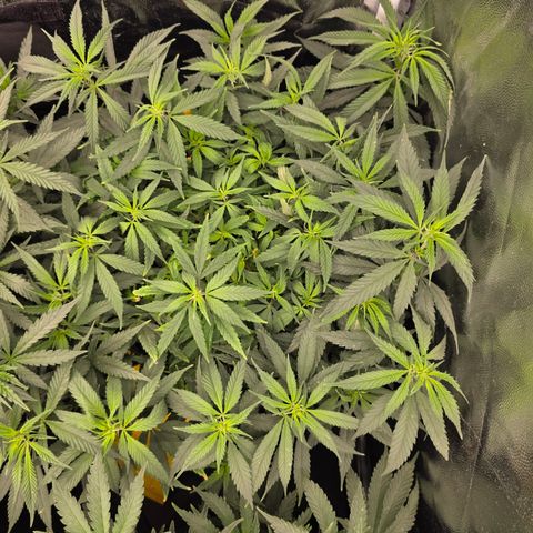 King's Kush FEM  growlog photo: Floração 5
