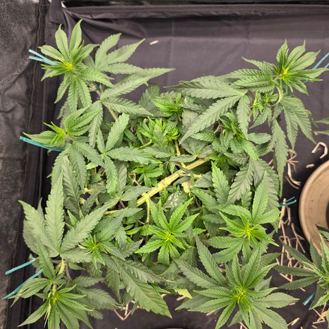 Ztrawberry FEM 1 growlog photo: Vega 54. Após ajuste de amarras ontem. Antes das podas tops de hoje.