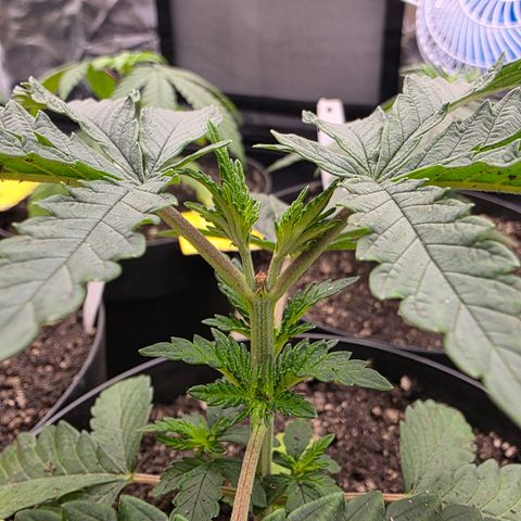 Cherry Pavlova FEM growlog photo: Pós-transplante