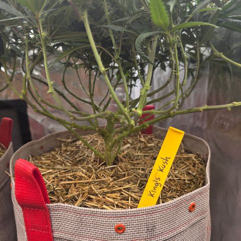 King's Kush FEM  growlog photo: Pós-transplante vaso de 20L
24 dias de Flora.