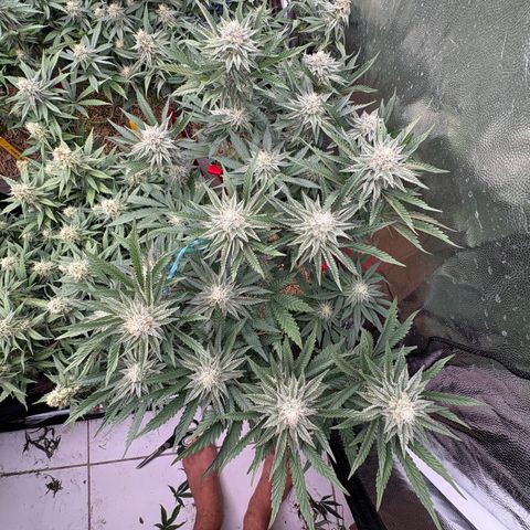 Cherry Pavlova FEM growlog photo: Flora 35