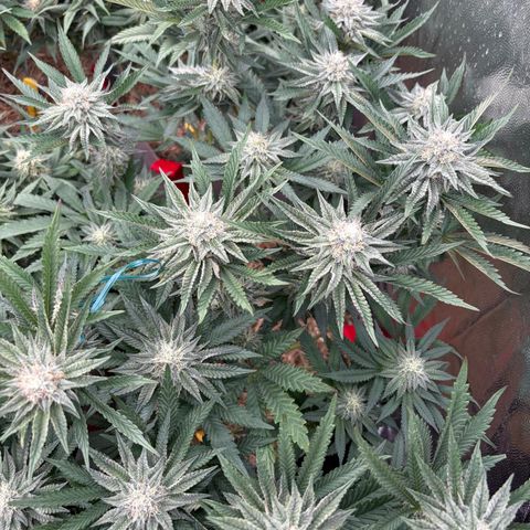 Cherry Pavlova FEM growlog photo: Flora 35