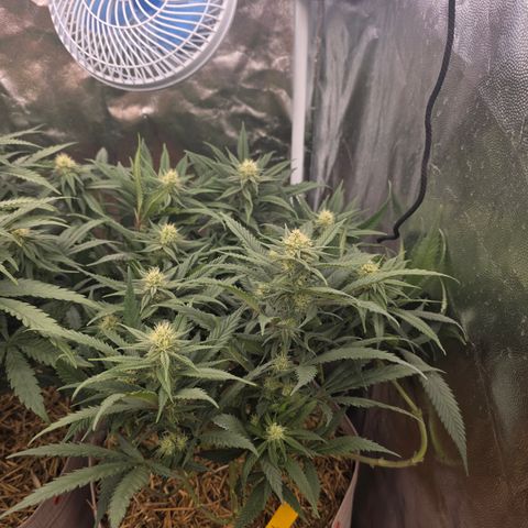 King's Kush FEM  growlog photo: Pós-transplante vaso de 20L
24 dias de Flora.