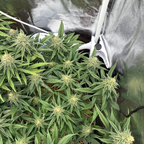 King's Kush FEM  growlog photo: Flora 35