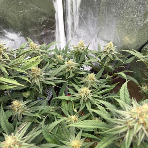 King's Kush FEM  growlog photo: Flora 35
