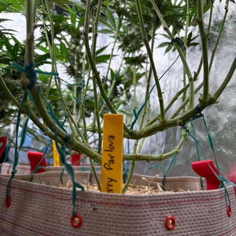Cherry Pavlova FEM growlog photo: Flora 35