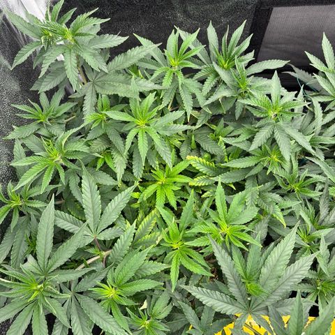 Ztrawberry FEM 1 growlog photo: Veg 69