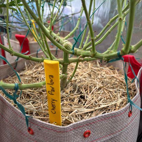 Cherry Pavlova FEM growlog photo: Flora 35