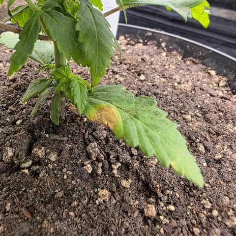 King's Kush FEM  growlog photo: Pós-transplante
