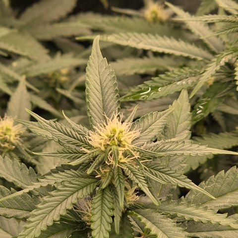 Ztrawberry FEM 1 growlog photo: Flora 20