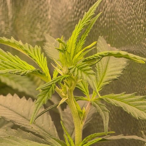 King's Kush FEM  growlog photo: Floração 5