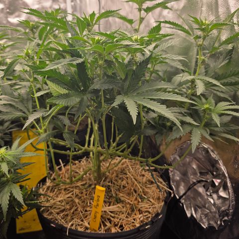 Cherry Pavlova FEM growlog photo: Flora 15