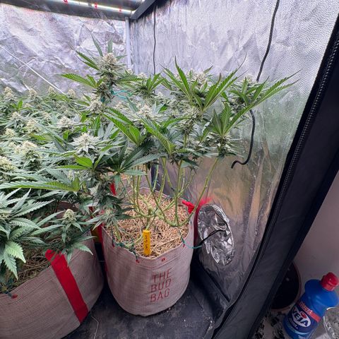 Cherry Pavlova FEM growlog photo: Flora 35