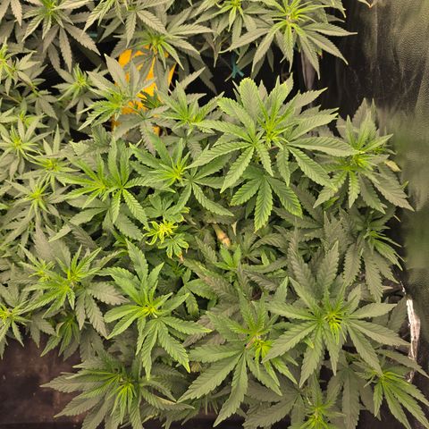 Cherry Pavlova FEM growlog photo: Floração 2
