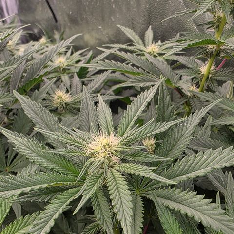 Cherry Pavlova FEM growlog photo: Flora 20