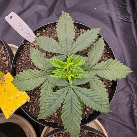 King's Kush FEM  growlog photo: Pós-transplante
