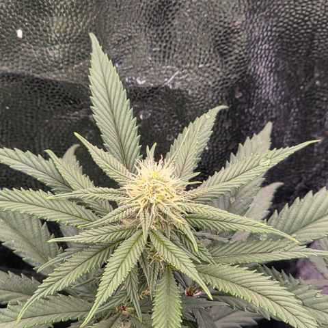 King's Kush FEM  growlog photo: Flora 20
