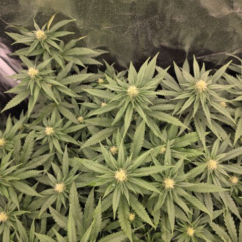 Ztrawberry FEM 1 growlog photo: Flora 20