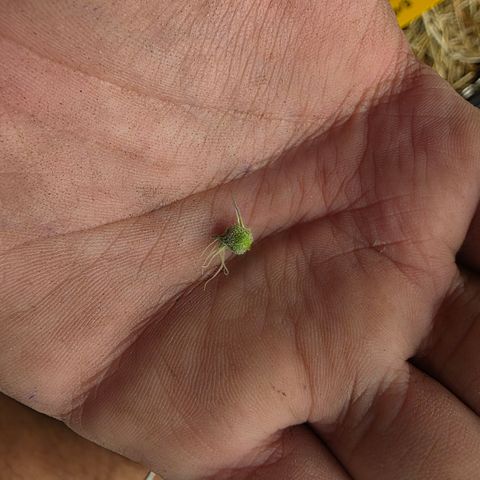 Cherry Pavlova FEM growlog photo: 24 dias de Flora. Hermou. Tirei varias bananinhas 