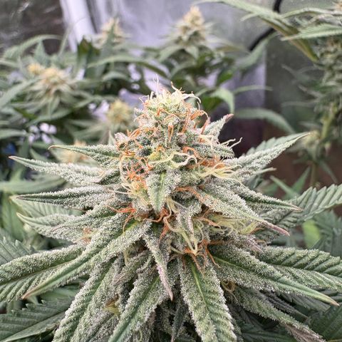 King's Kush FEM  growlog photo: Flora 35