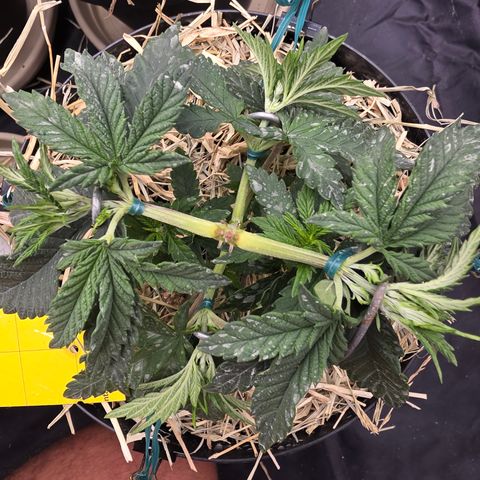 Cherry Pavlova FEM growlog photo: Vega 33
