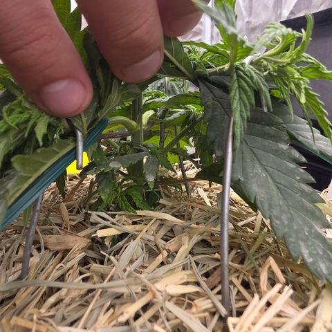 King's Kush FEM  growlog photo: Vega 34