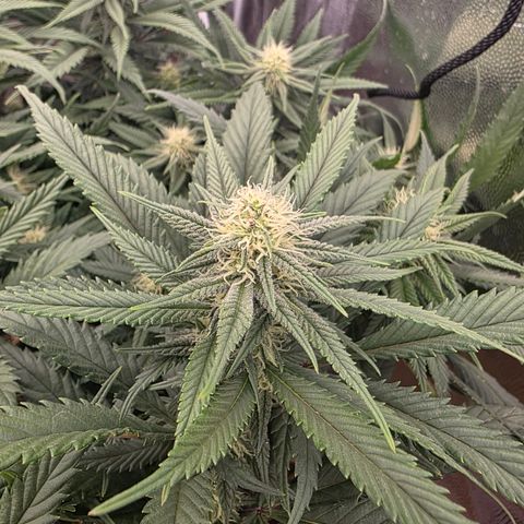 King's Kush FEM  growlog photo: Pós-transplante vaso de 20L
24 dias de Flora.