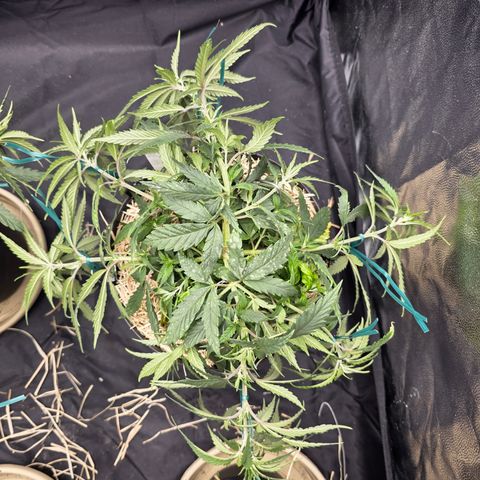 King's Kush FEM  growlog timeline photo