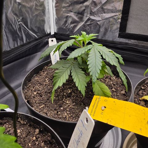 Ztrawberry FEM 1 growlog photo: Pós-transplante