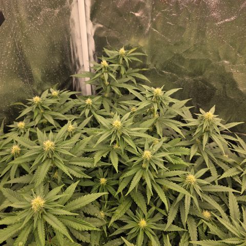 Ztrawberry FEM 1 growlog photo: Flora 20