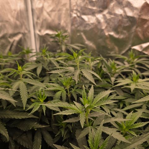 Ztrawberry FEM 1 growlog photo: Floração 5